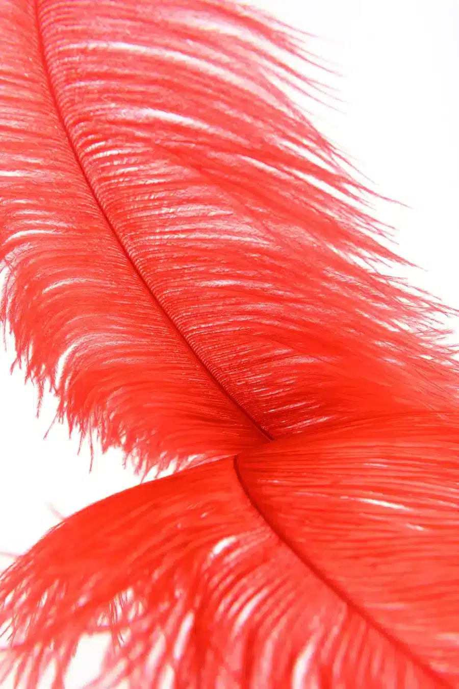 Fraulein Kink Roja Feathers Teaser 2